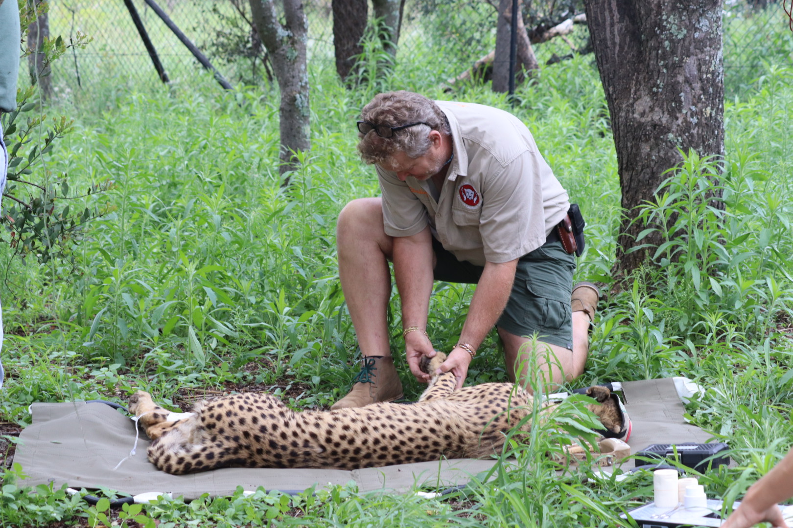 Working on captured cheetah
