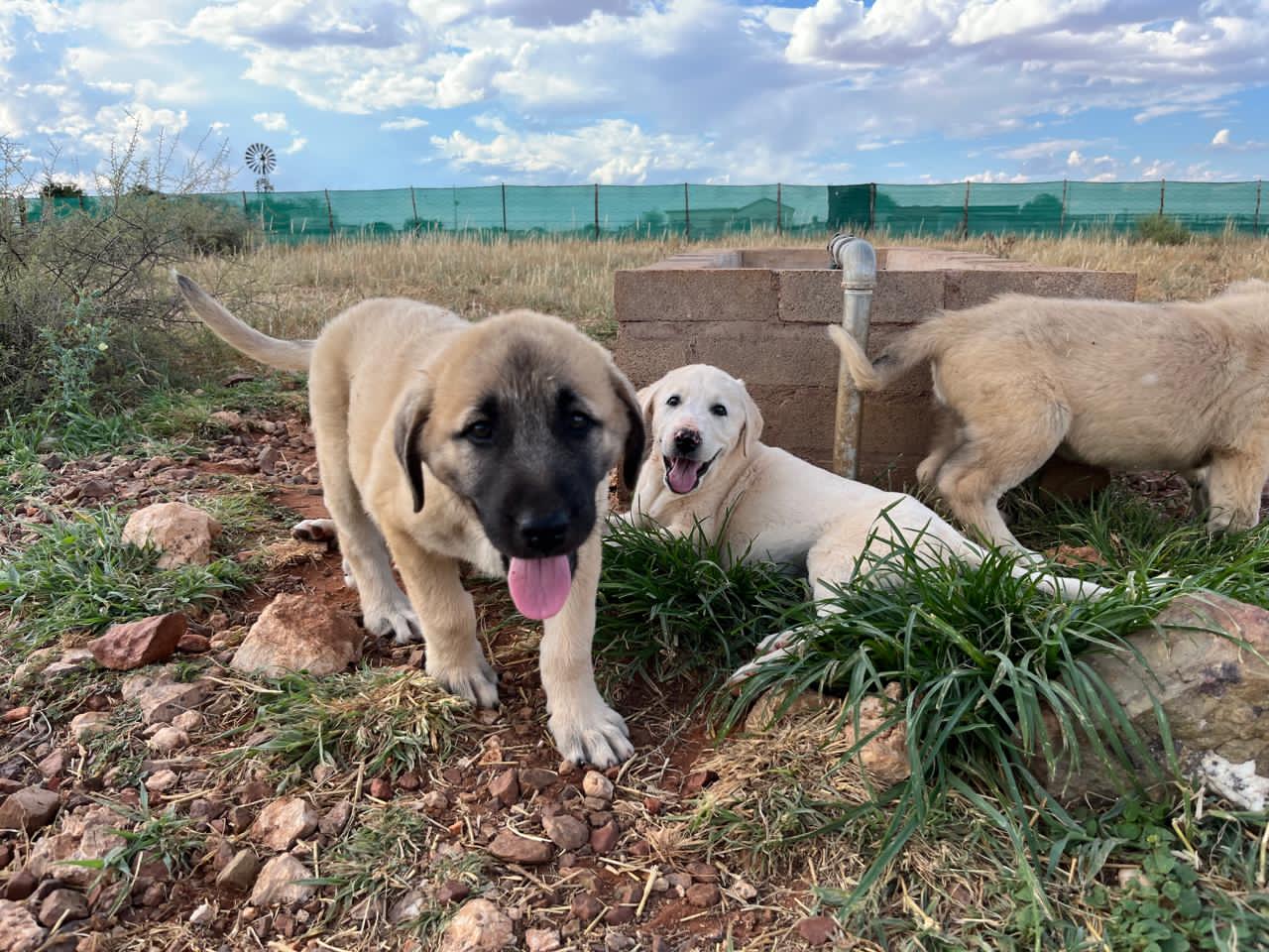 IMG-20260208-WA0018(1)